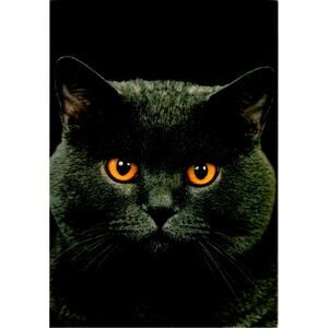 Postcard Cat  British Blue Shorthair Adriano Bacchella Matt Finish 6 x 4"